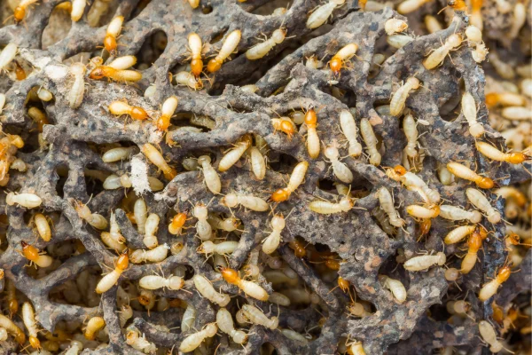 termite-control-service-coimbatore